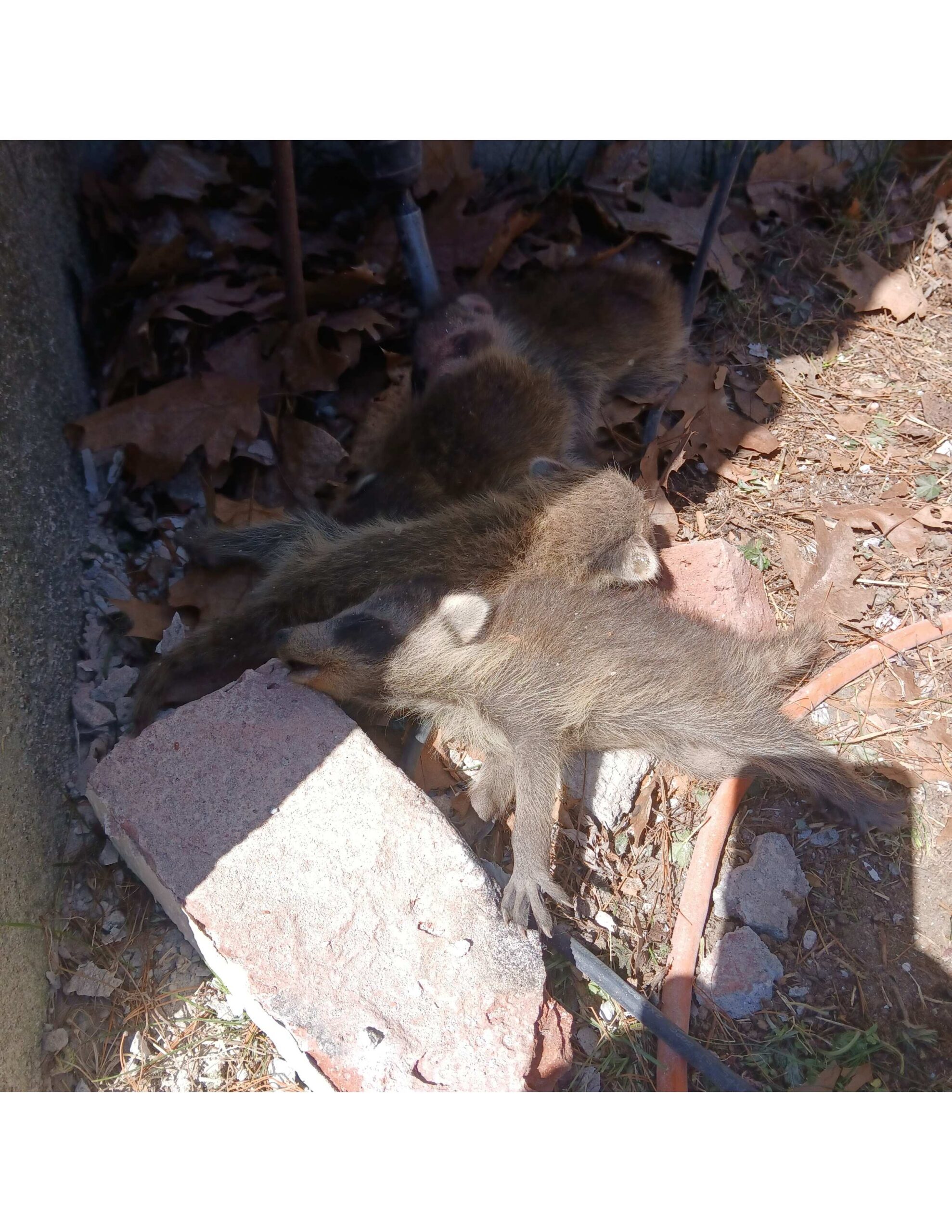 Original image of baby raccoons rescued from a chimney.